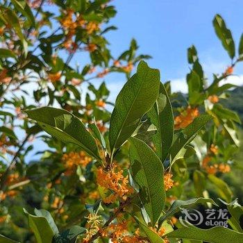 杭州沉醉山居客栈酒店提供图片