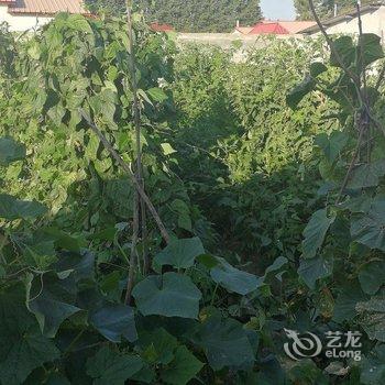 胡永兵特色民宿酒店提供图片