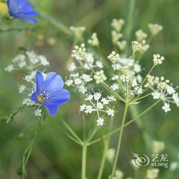 克什克腾旗安达牧人家度假村酒店提供图片
