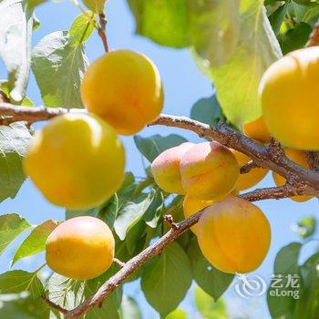 北京聚桐墅小院特色民宿酒店提供图片