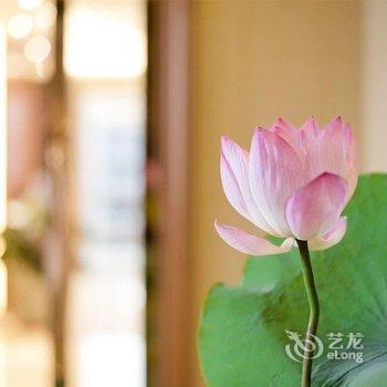 广州林深见鹿公寓酒店提供图片