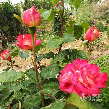 青岛七姐公寓酒店提供图片
