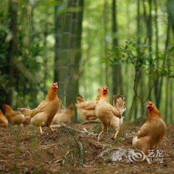 泾县芝屏山庄酒店提供图片
