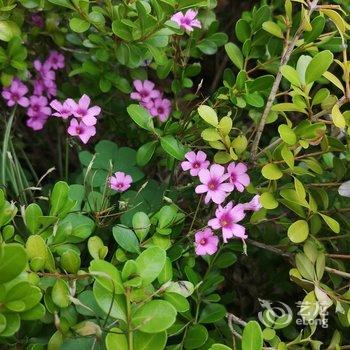 青岛海边里院里公寓酒店提供图片