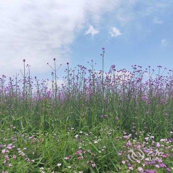 成都蔚然花海花坡闲寓客栈酒店提供图片