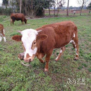 成都汉旺民宿酒店提供图片