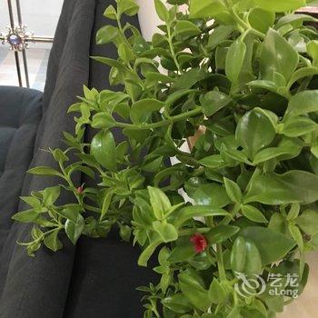 青岛清新小窝哦哦公寓酒店提供图片
