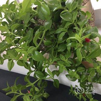 青岛清新小窝哦哦公寓酒店提供图片