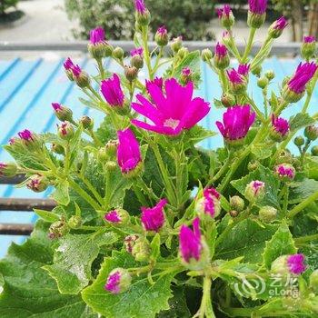 上海会飞的鱼要开心公寓酒店提供图片