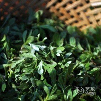偃师菩提本无树却客居酒店提供图片