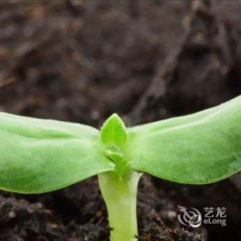 偃师菩提本无树却客居酒店提供图片