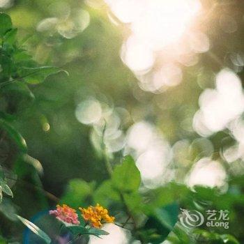 偃师菩提本无树却客居酒店提供图片