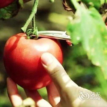 偃师菩提本无树却客居酒店提供图片