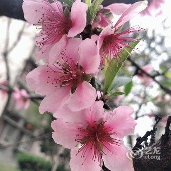 都江堰市素拾光民宿酒店提供图片