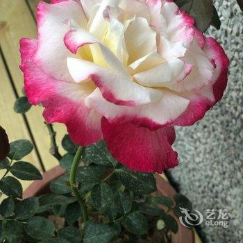 青岛采姑娘的小蘑菇民宿酒店提供图片