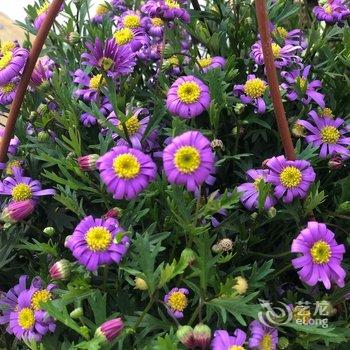 青岛采姑娘的小蘑菇民宿酒店提供图片