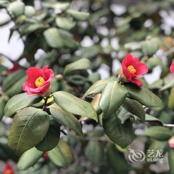 青岛采姑娘的小蘑菇民宿酒店提供图片