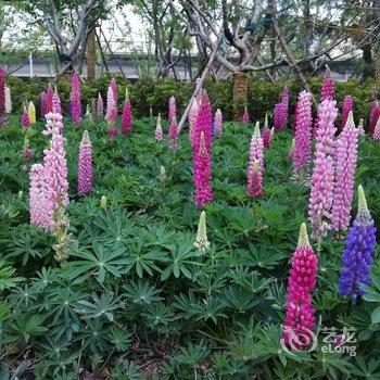 青岛许亮东公寓酒店提供图片