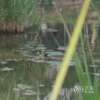 青岛菩提叶儿公寓酒店提供图片