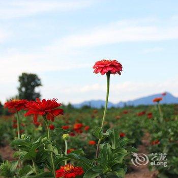 北京一棵树民宿酒店提供图片