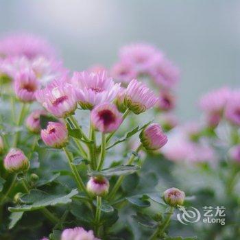 �ɶ���Сƽ��Ԣ(2�ŵ�)�Ƶ��ṩͼƬ