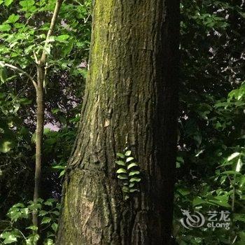 广州芯芯小屋酒店提供图片