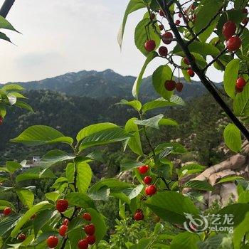 青岛北九水公寓酒店提供图片