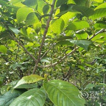 青岛王晨浩公寓酒店提供图片