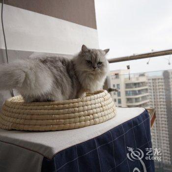 温州猫咪小屋酒店提供图片