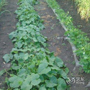大兴安岭望江亭温馨的家特色民宿酒店提供图片