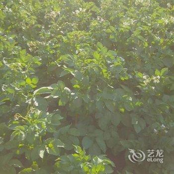 大兴安岭望江亭温馨的家特色民宿酒店提供图片