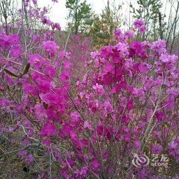 大兴安岭望江亭温馨的家特色民宿酒店提供图片
