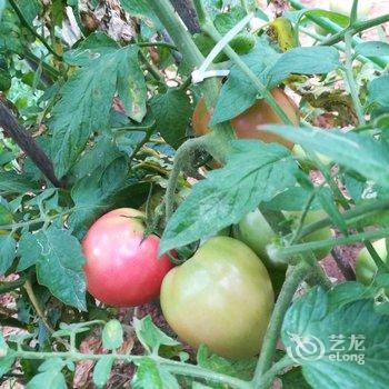 青岛七姐公寓酒店提供图片