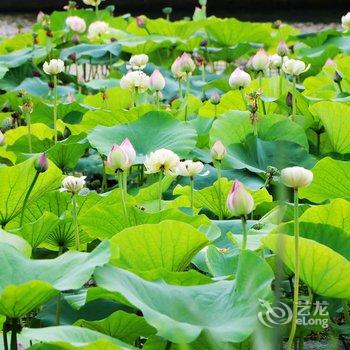 南京平山荣逸民宿酒店提供图片