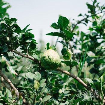 大理归巢客栈酒店提供图片