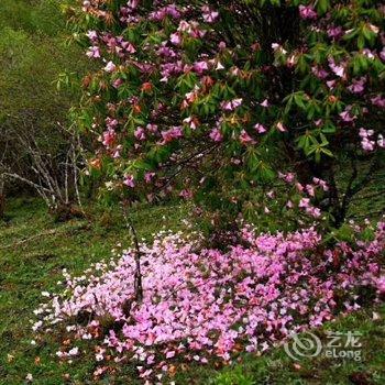 汶川汶懋客栈酒店提供图片