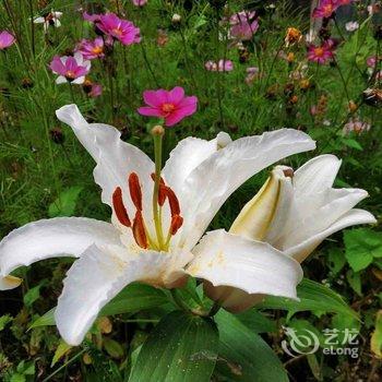 稻城风陵渡客栈酒店提供图片