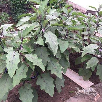 北京店小二儿客栈酒店提供图片