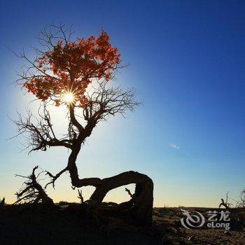 额济纳旗花儿客栈酒店提供图片