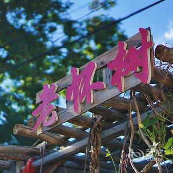 北京老怀树特色民宿酒店提供图片