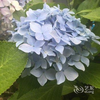 青岛你喜欢吃鱼客栈酒店提供图片