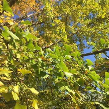 腾冲南方·有杏客栈(银杏村店)酒店提供图片