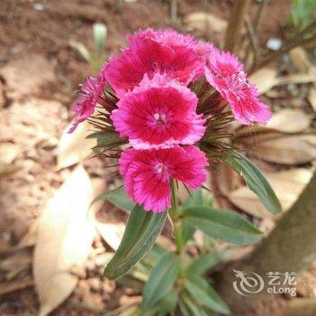 成都善美源特色民宿酒店提供图片