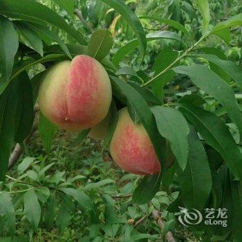 成都善美源特色民宿酒店提供图片