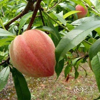 成都善美源特色民宿酒店提供图片