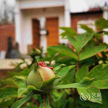 偃师菩提本无树却客居酒店提供图片