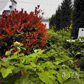 偃师菩提本无树却客居酒店提供图片