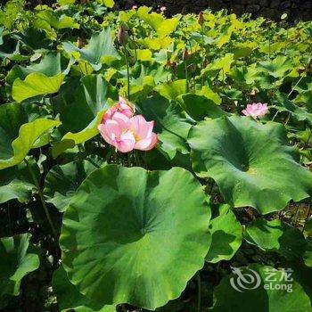 临安古树枫林民宿(指南村店)酒店提供图片