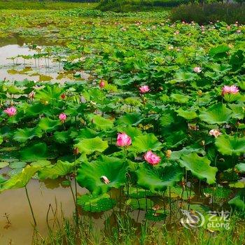 大邑孺子牛悦活天地度假中心酒店提供图片