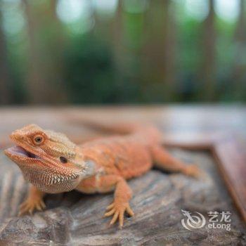 大理蝶海月·苍山度假别墅酒店酒店提供图片